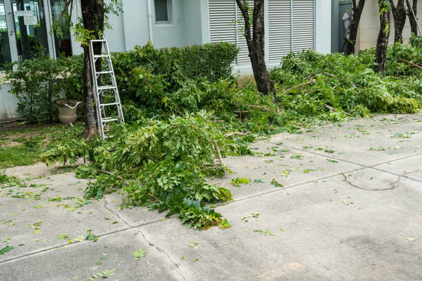 Best Fruit Tree Pruning  in Morgans Point Resort, TX