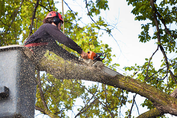 How Our Tree Care Process Works  in  Morgans Point Resort, TX